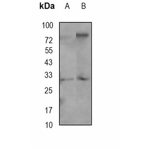 SCF Rabbit Monoclonal Antibody(C1753)