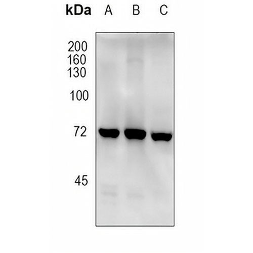 ATG7 Rabbit Monoclonal Antibody(C1754)