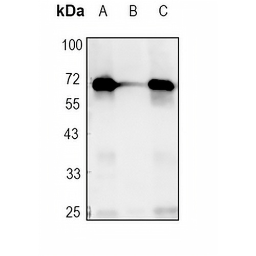 PKR Rabbit Monoclonal Antibody(C1755)