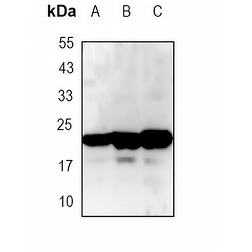 COX2 Rabbit Monoclonal Antibody(C1759)