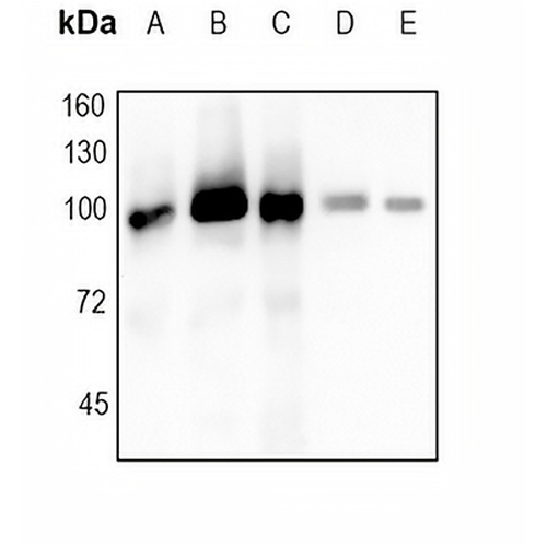 Topoisomerase 1 Rabbit Monoclonal Antibody(C1760)