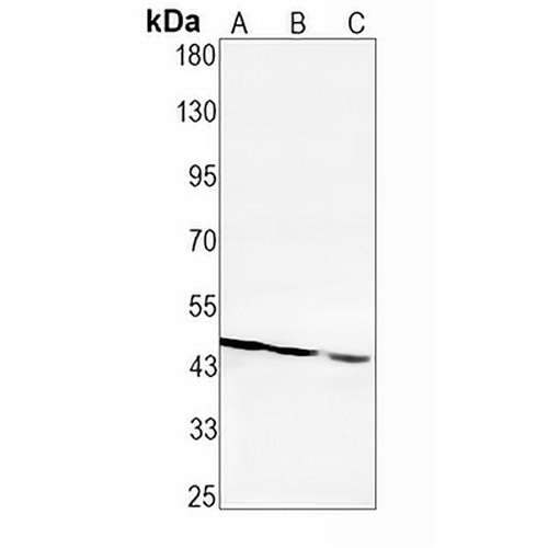 pro-Caspase 9 Rabbit Monoclonal Antibody(C1762)
