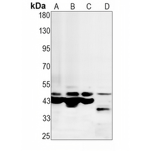 Caspase 9 Rabbit Monoclonal Antibody(C1764)