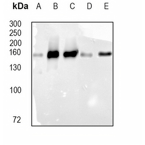 CD49b Rabbit Monoclonal Antibody(C1765)