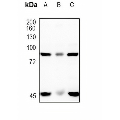 STAT4 Rabbit Monoclonal Antibody(C1767)