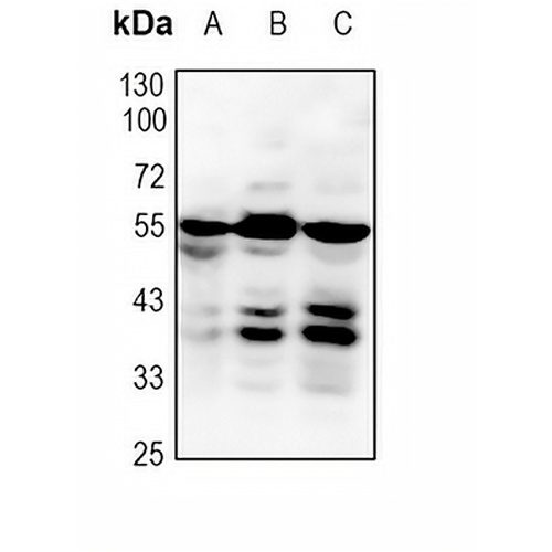JUND Rabbit Monoclonal Antibody(C1769)