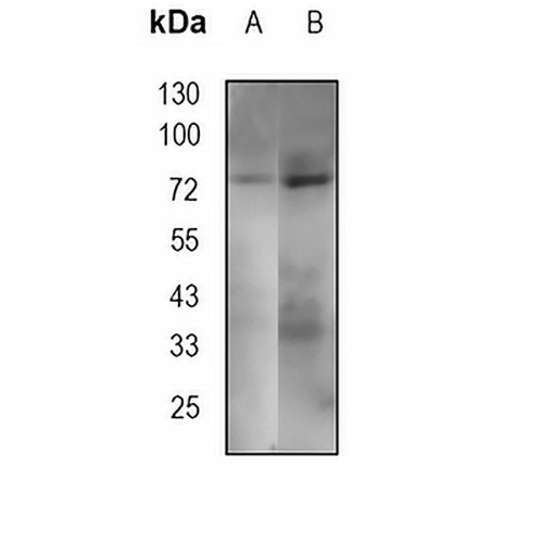HSP75 Rabbit Monoclonal Antibody(C1770)