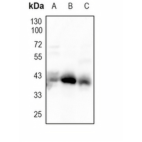 BMI1 Rabbit Monoclonal Antibody(C1774)