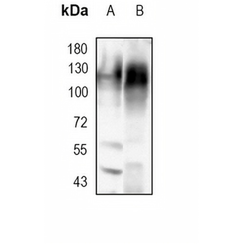 CD107a Rabbit Monoclonal Antibody(C1776)