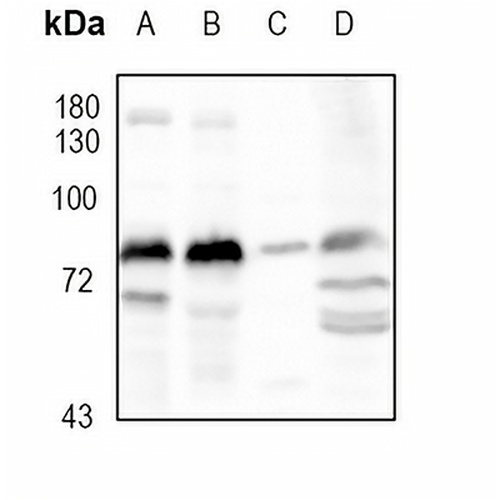 MFN1 Rabbit Monoclonal Antibody(C1782)