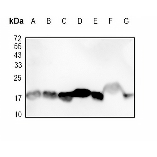 Cyclophilin A Rabbit Monoclonal Antibody(C1796)