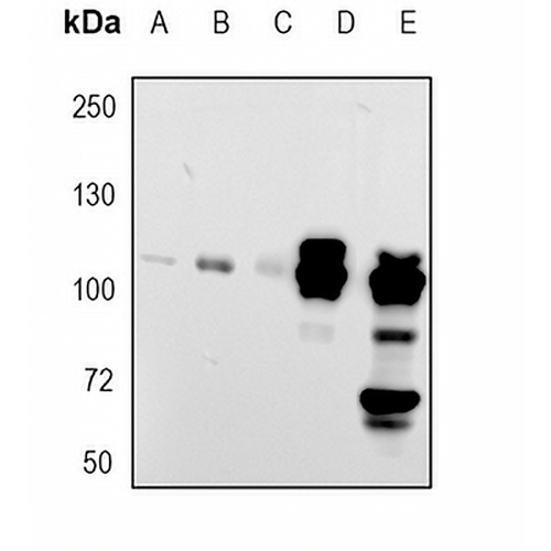 MUC2 Rabbit Monoclonal Antibody(C1799)