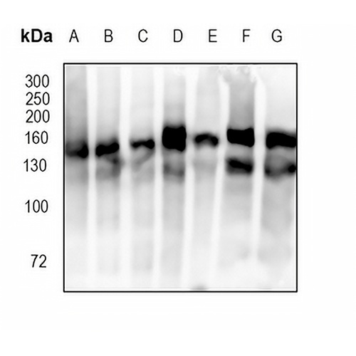 CD295 Rabbit Monoclonal Antibody(C1803)