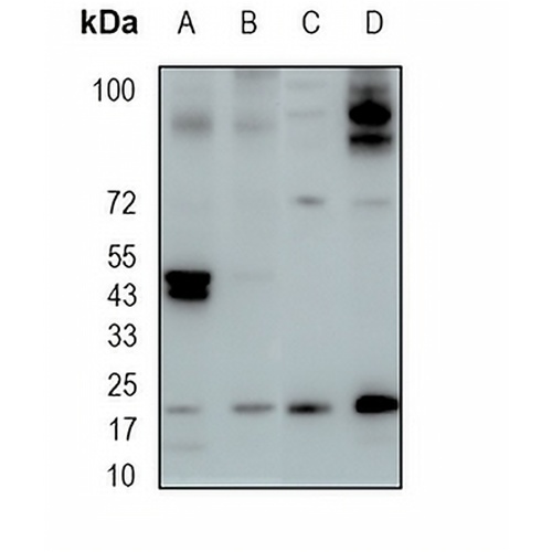 HP1 gamma Rabbit Monoclonal Antibody(C1817)
