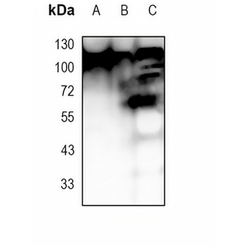EG5 Rabbit Monoclonal Antibody(C1818)