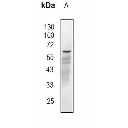 CHRM3 Rabbit Monoclonal Antibody(C1825)