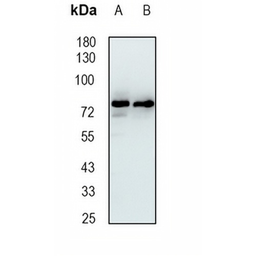 RAP80 Rabbit Monoclonal Antibody(C1826)