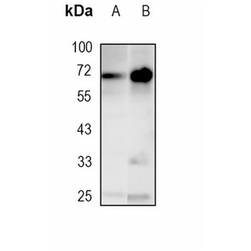 c-Rel Rabbit Monoclonal Antibody(C1827)