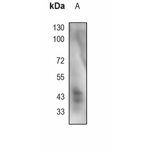 ERK1/2 (Phospho-T202+T185) Rabbit Monoclonal Antibody(C1832)