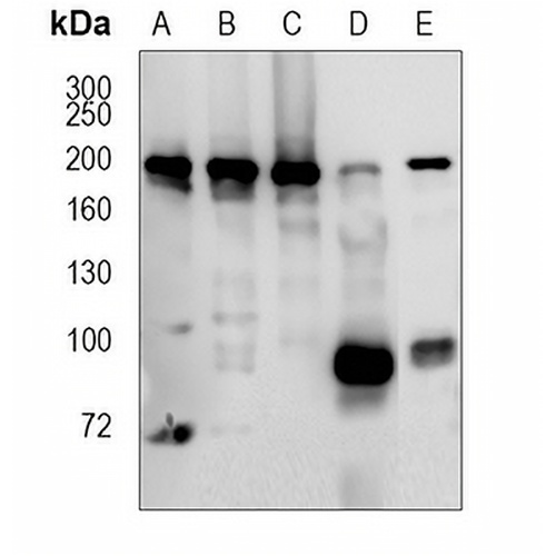 IQGAP1 Rabbit Monoclonal Antibody(C1833)