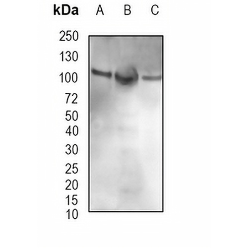 DNA Ligase 4 Rabbit Monoclonal Antibody(C1836)