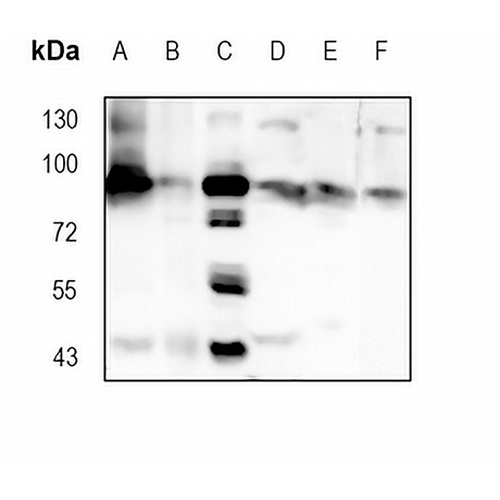 CDC46 Rabbit Monoclonal Antibody(C1837)