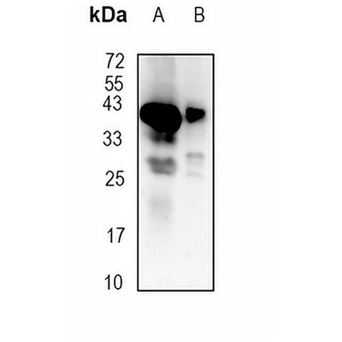 STING Rabbit Monoclonal Antibody(C1838)