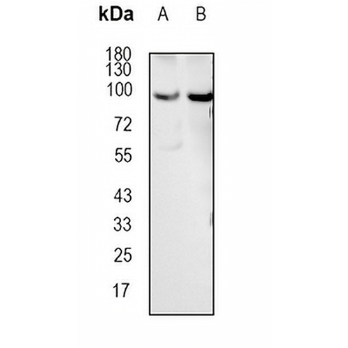 UNR Rabbit Monoclonal Antibody(C1854)