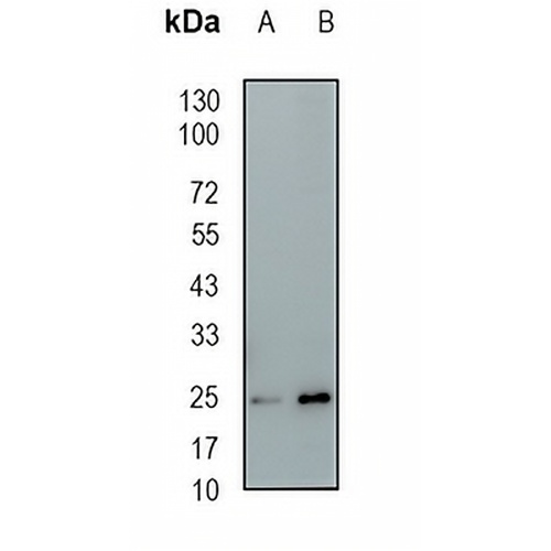 BMF Rabbit Monoclonal Antibody(C1863)