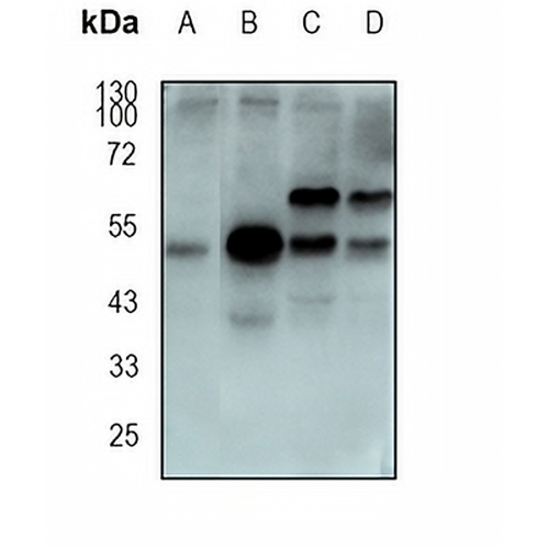 GRASP65 Rabbit Monoclonal Antibody(C1871)