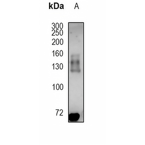 DNA Ligase 1 Rabbit Monoclonal Antibody(C1872)