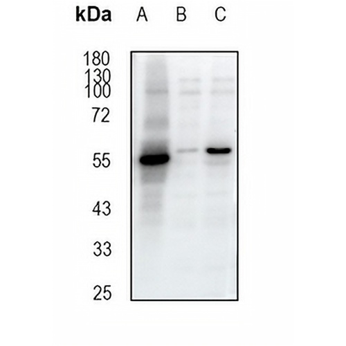CBX2 Rabbit Monoclonal Antibody(C1873)