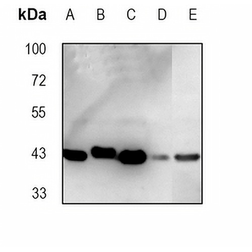 Oxytocin Receptor Rabbit Monoclonal Antibody(C1875)