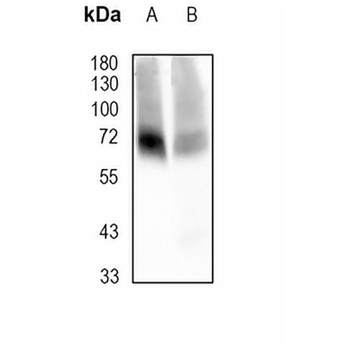 GAT1 Rabbit Monoclonal Antibody(C1876)