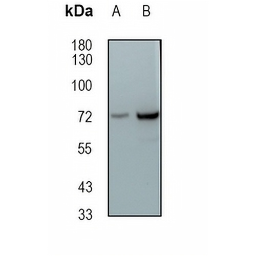 SAMHD1 Rabbit Monoclonal Antibody(C1877)