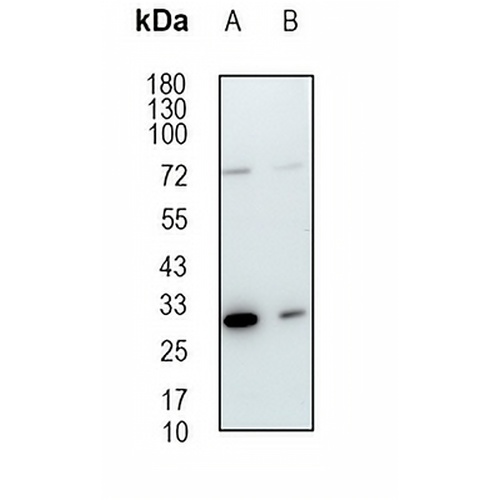 Geminin Rabbit Monoclonal Antibody(C1885)