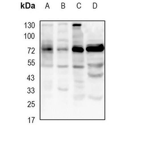 SENP1 Rabbit Monoclonal Antibody(C1900)