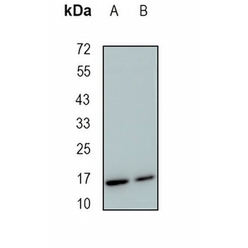 GRIM19 Rabbit Monoclonal Antibody(C1903)