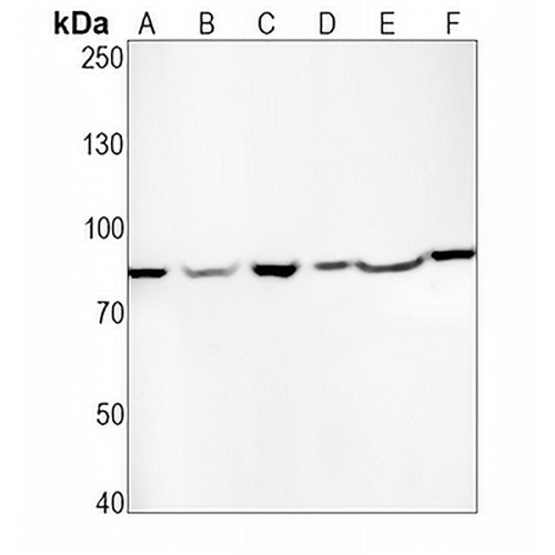 PAF1 Rabbit Monoclonal Antibody(C1912)