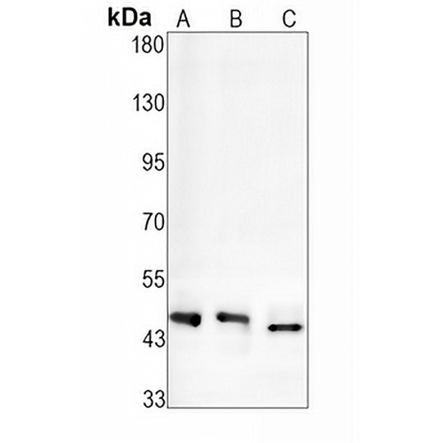 RCC1 Rabbit Monoclonal Antibody(C1915)