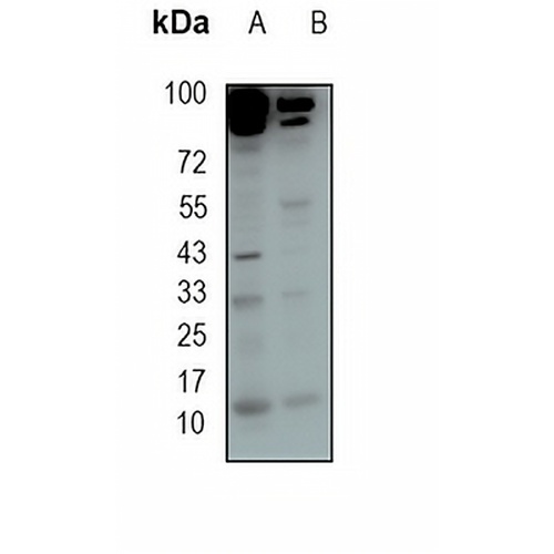 MSMB Rabbit Monoclonal Antibody(C1926)