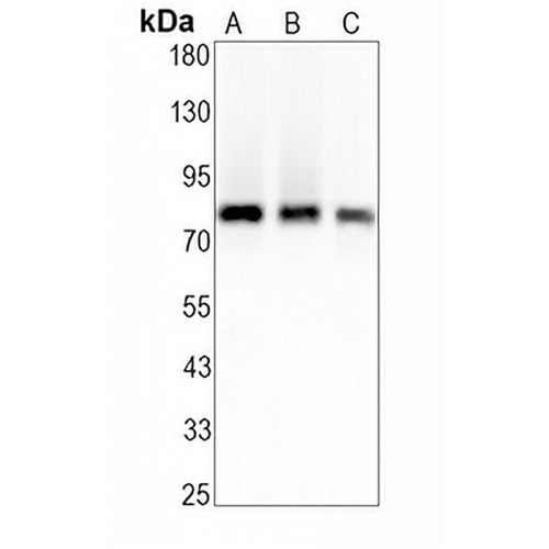 HSF1 Rabbit Monoclonal Antibody(C1934)