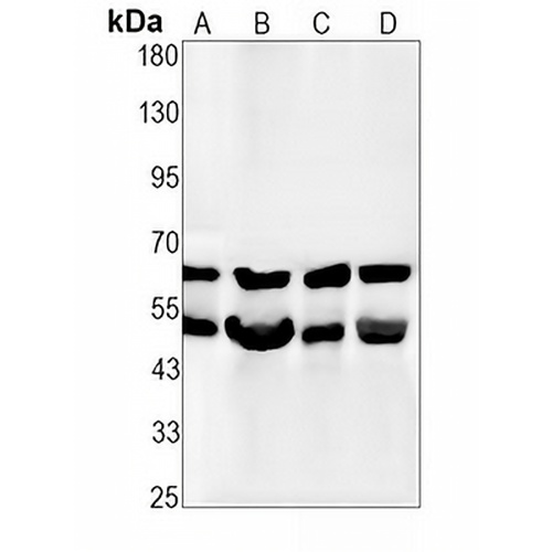 p68 Rabbit Monoclonal Antibody(C1935)