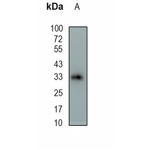 OTX2 Rabbit Monoclonal Antibody(C1937)