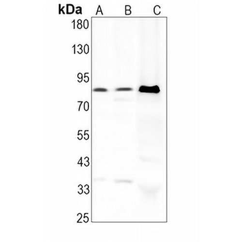 RSK4 Rabbit Monoclonal Antibody(C1939)