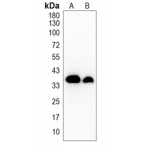 Oligo2 Rabbit Monoclonal Antibody(C1948)