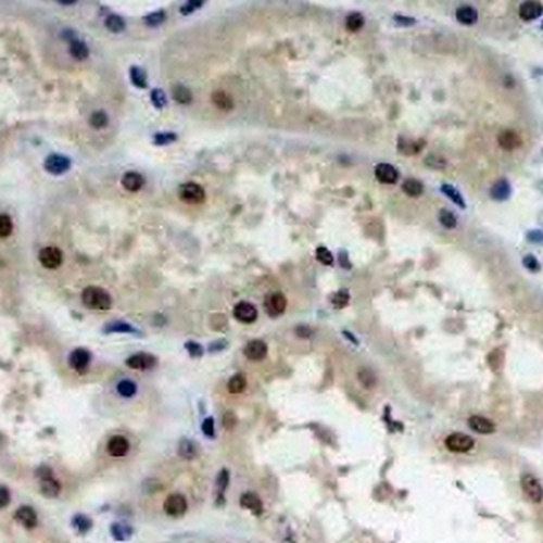 c-Maf Rabbit Monoclonal Antibody(C1949)