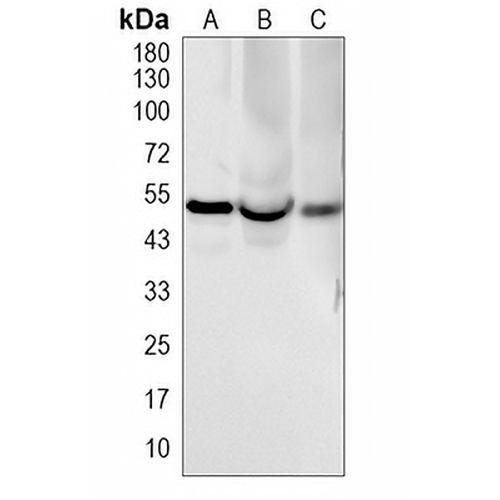 NF-kappaB p50 Rabbit Monoclonal Antibody(C1950)