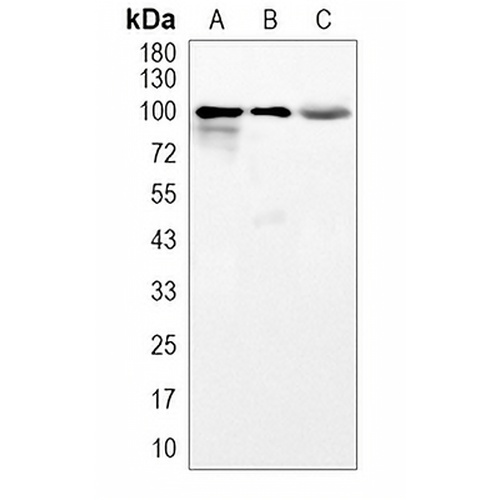 CLOCK Rabbit Monoclonal Antibody(C1953)