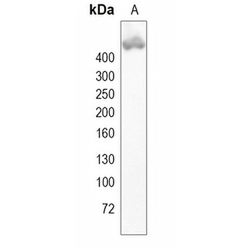 Plectin Rabbit Monoclonal Antibody(C1954)